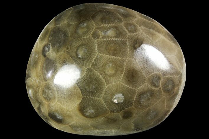 Polished Petoskey Stone (Fossil Coral) - Michigan #156085